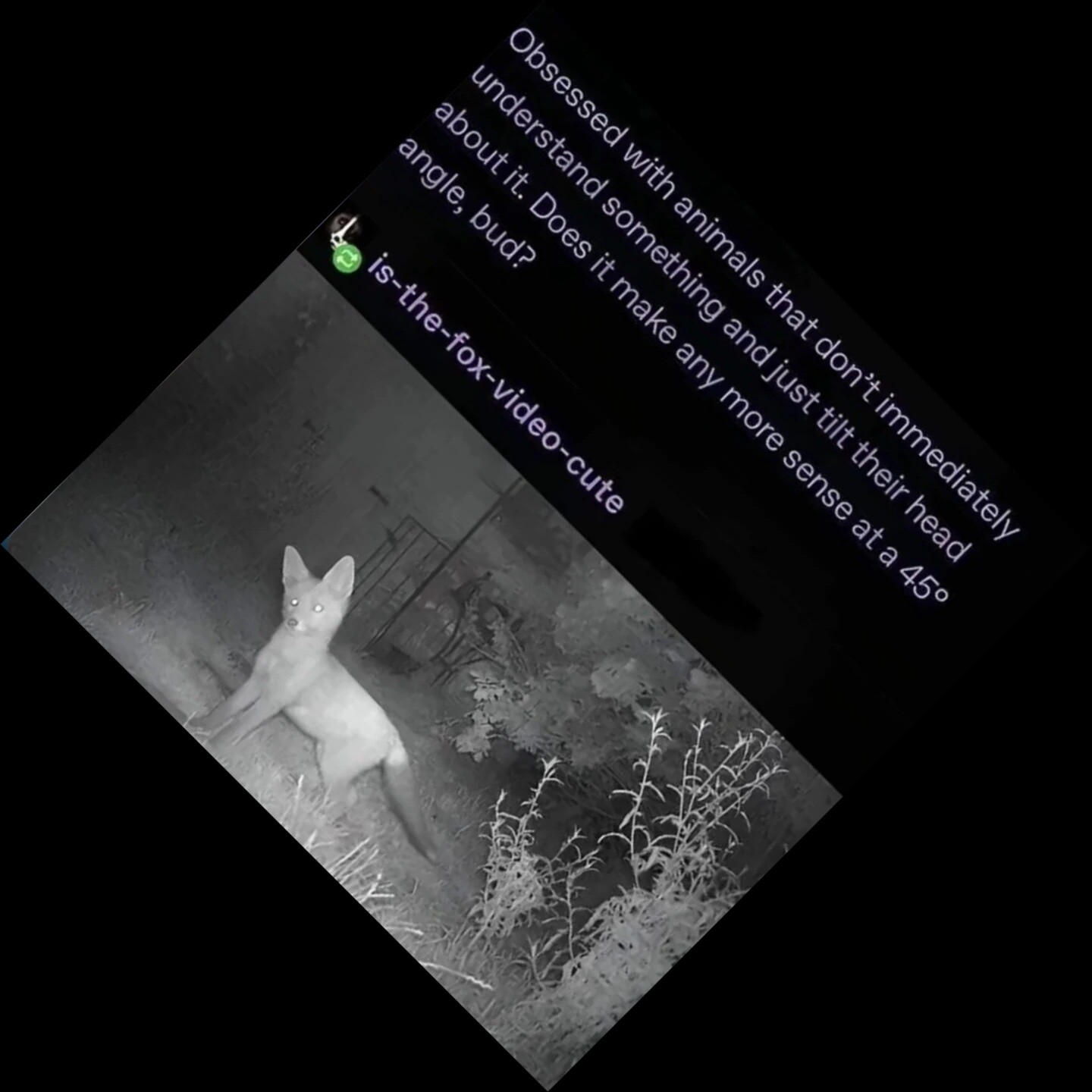 A tumblr post rotated 45 degrees in the other direktion, saying:

Obsessed wih animals that don't immediately understand something and just tilt their head about it. Does it make any more sense at a 45 degree angle, bud?

there's a reply with a night vision picture of a fox with its head at 45 degrees, but due to the screenshot rotating, its face is almost in level.